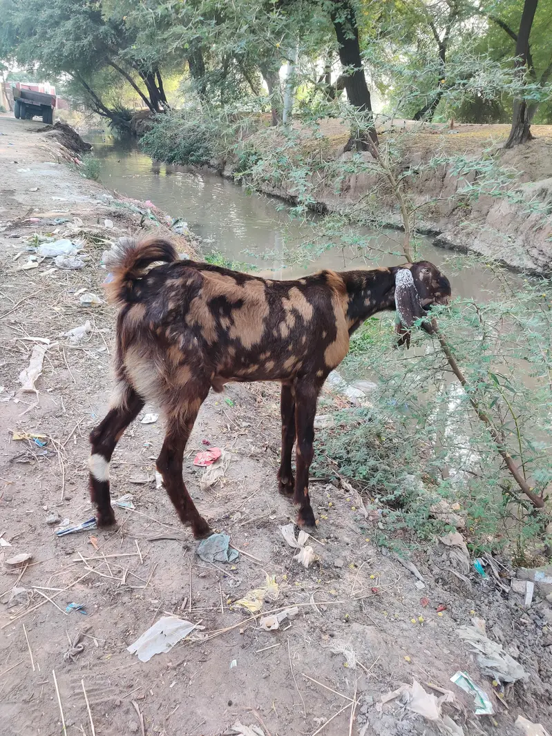 kamori nasal baredar bakra — photo 5