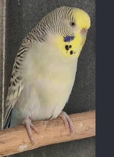 Australian parrot breeder pair full jambo size