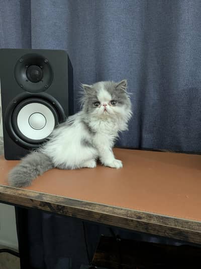 peke Persian