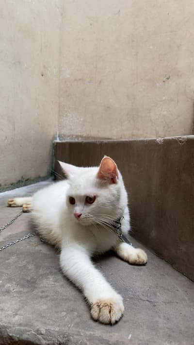 White persian cat