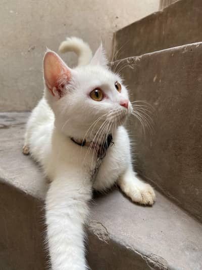 White persian cat