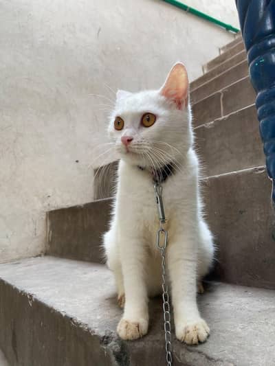 White persian cat