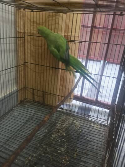 parrot for sale