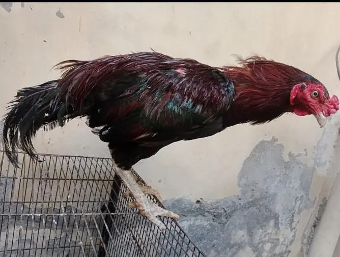mianwali aseel — photo 3