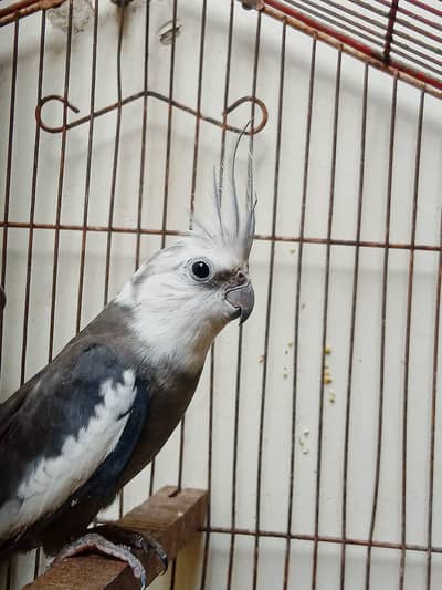 CHARCOAL BREEDER MALE AVAILABLE