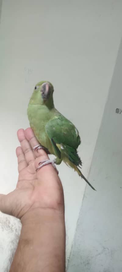 new baby