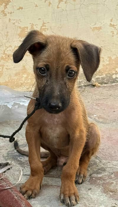 Pure Alsatian | Bighari Breed puppies pair (male & female)