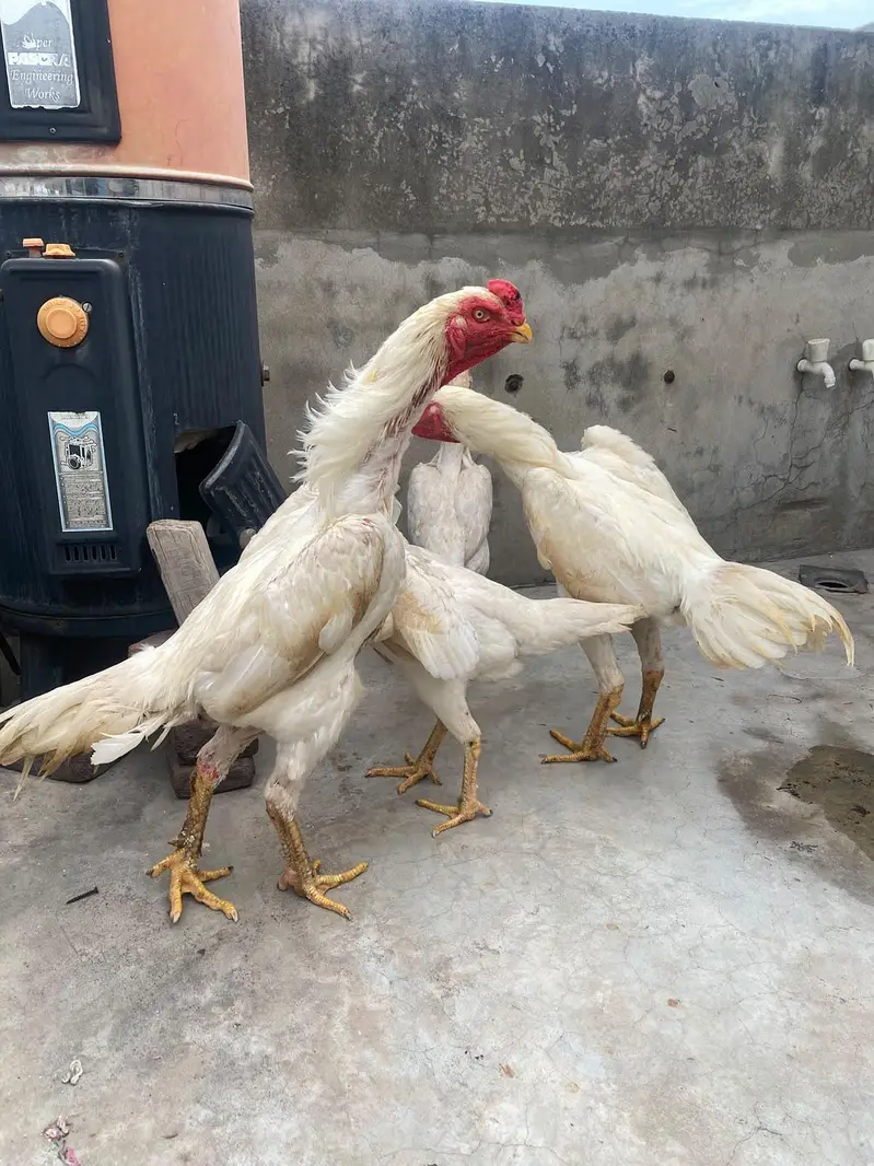 white oshamo — photo 2
