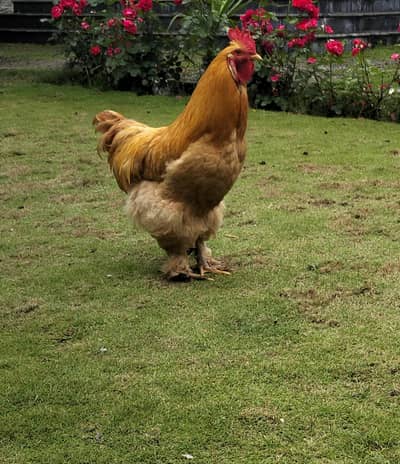 breeder male golden buff