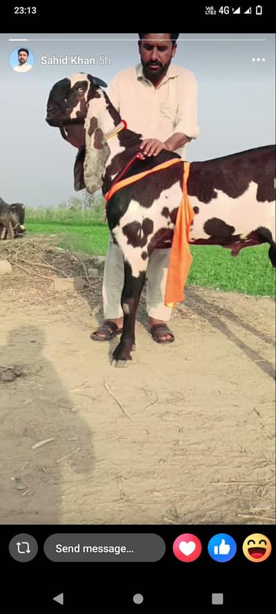 Kamal goat farm