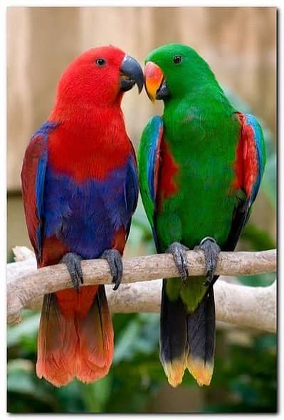 Grand/Vosemari Eclectus chicks pairs