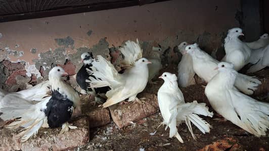 pigeons for sale