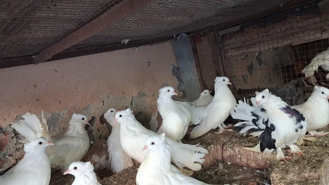 pigeons for sale — photo 2