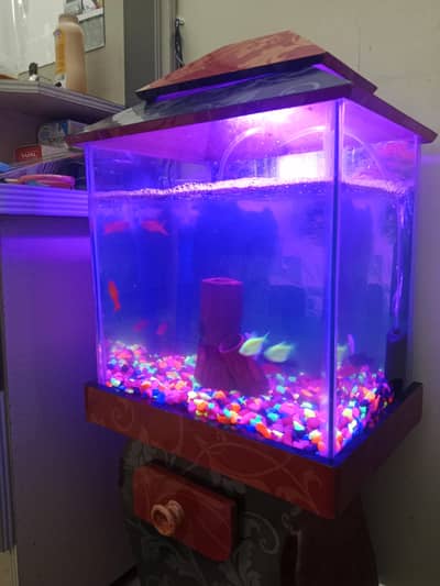 all complete accessories condition 10/10 with fish