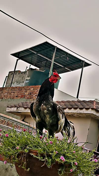 aseel mugra