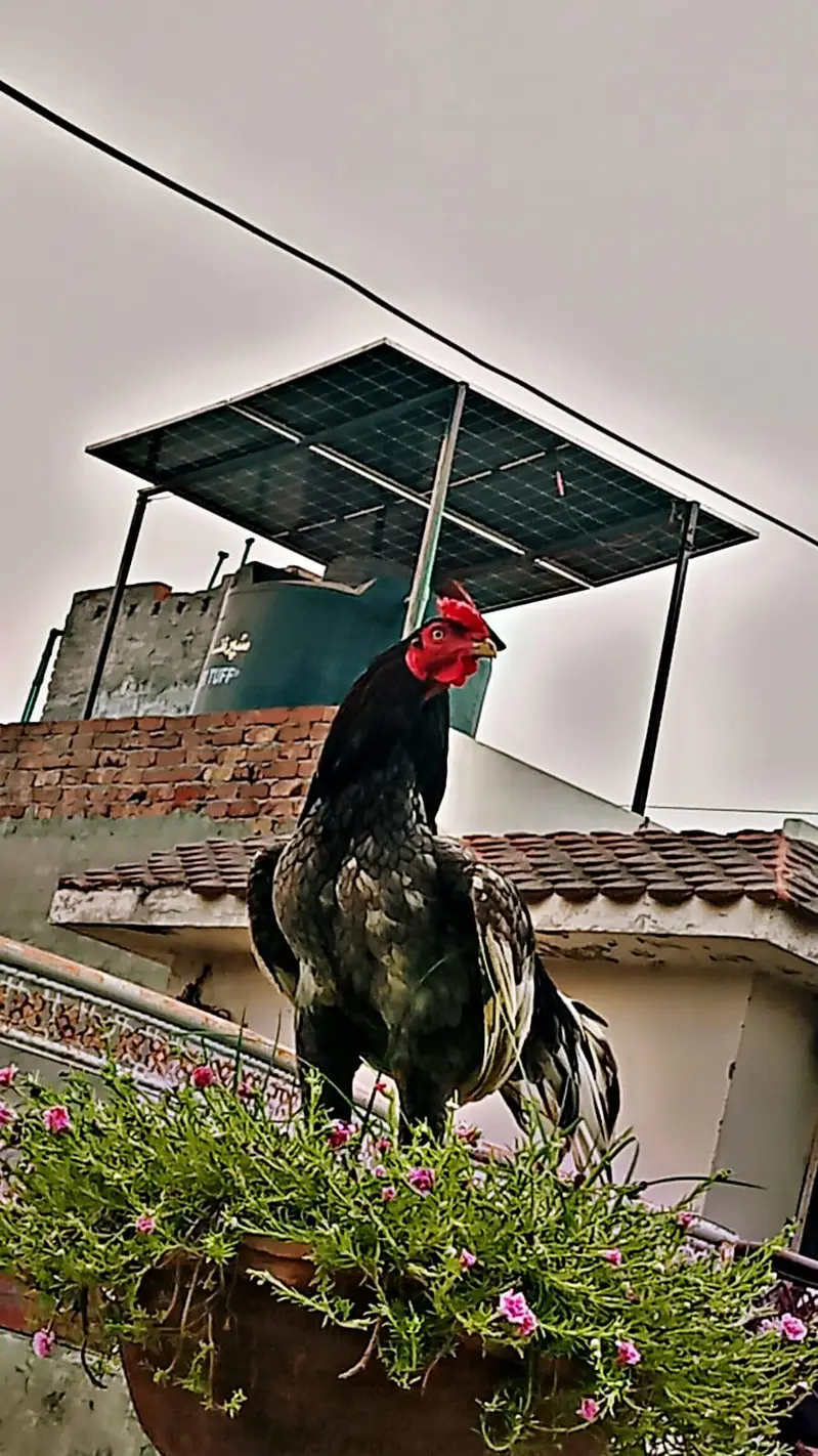 aseel mugra — photo 2