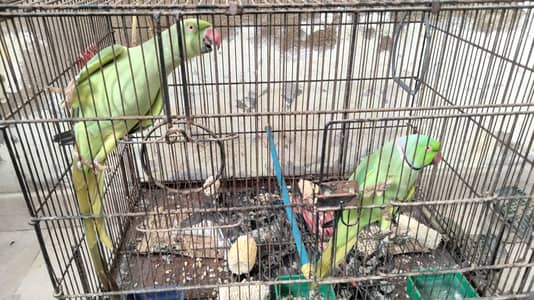 Ringneck parrot  (pair)