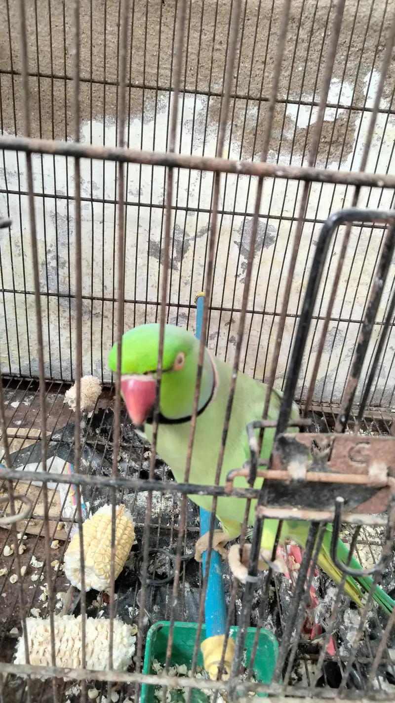 Ringneck parrot  (pair) — photo 2