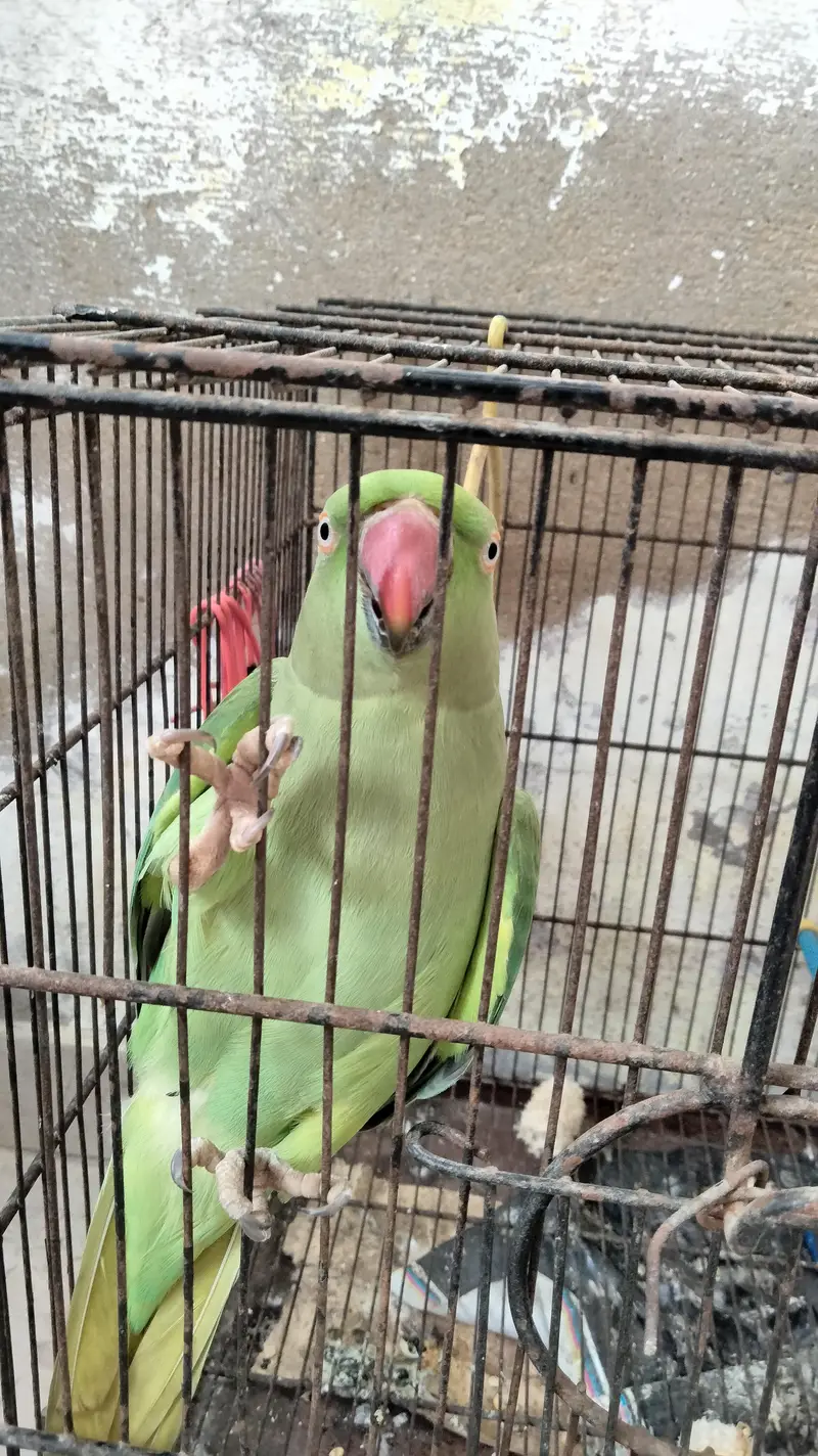 Ringneck parrot  (pair) — photo 3