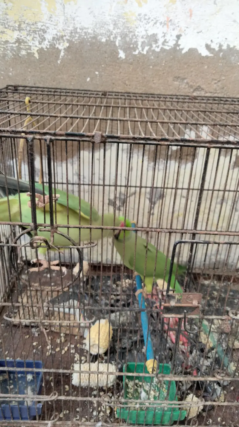 Ringneck parrot  (pair) — photo 4