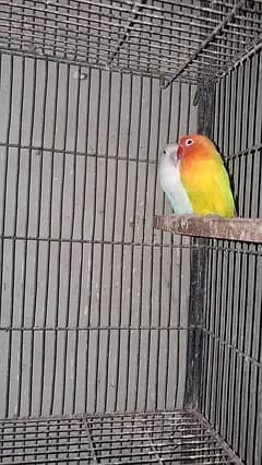 Lovebird pair