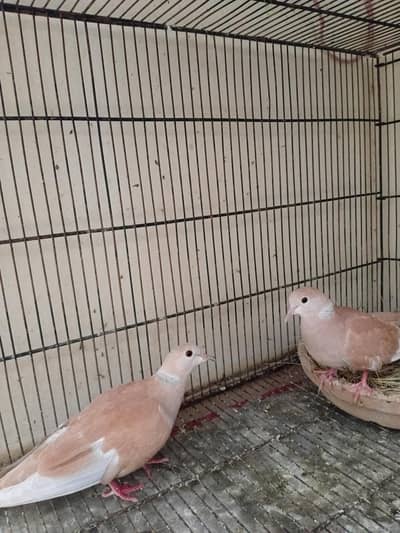 FAKHTA / KHUMRI BREEDER PAIR