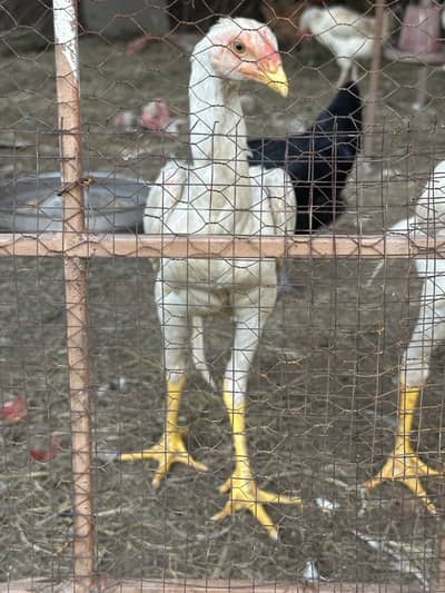 6 month white shamo males