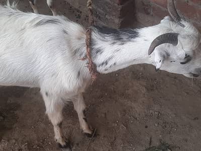 ghar ki phali bakri hy.