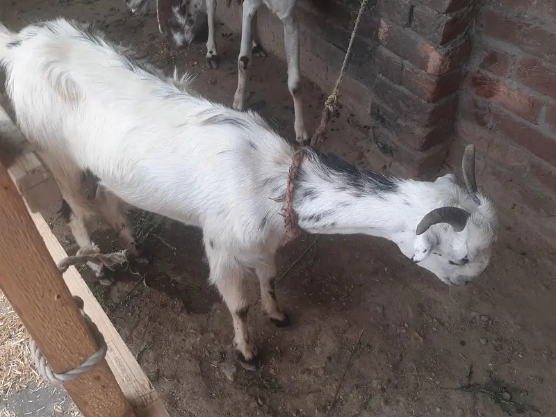 ghar ki phali bakri hy. — photo 2
