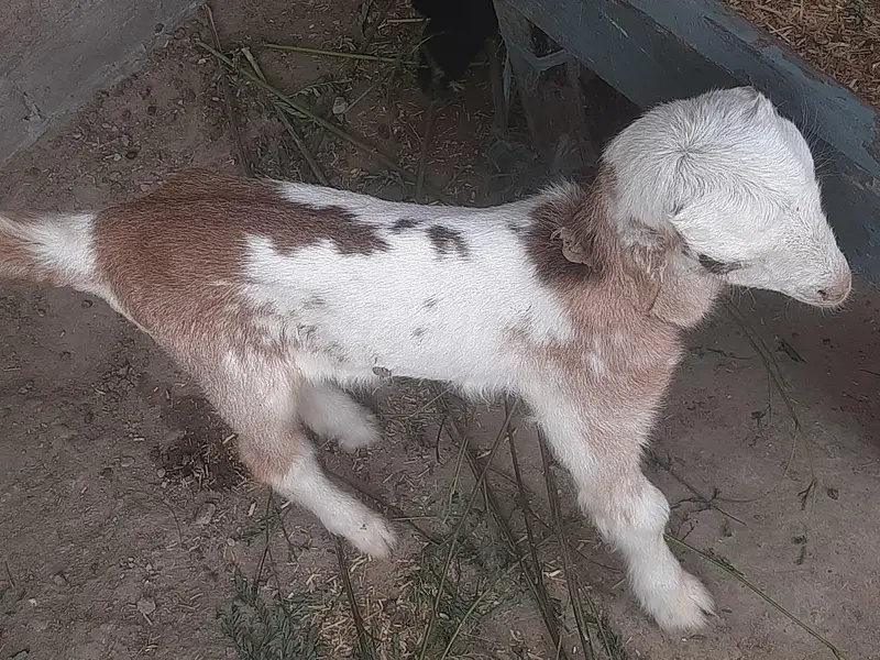 ghar ki phali bakri hy. — photo 3