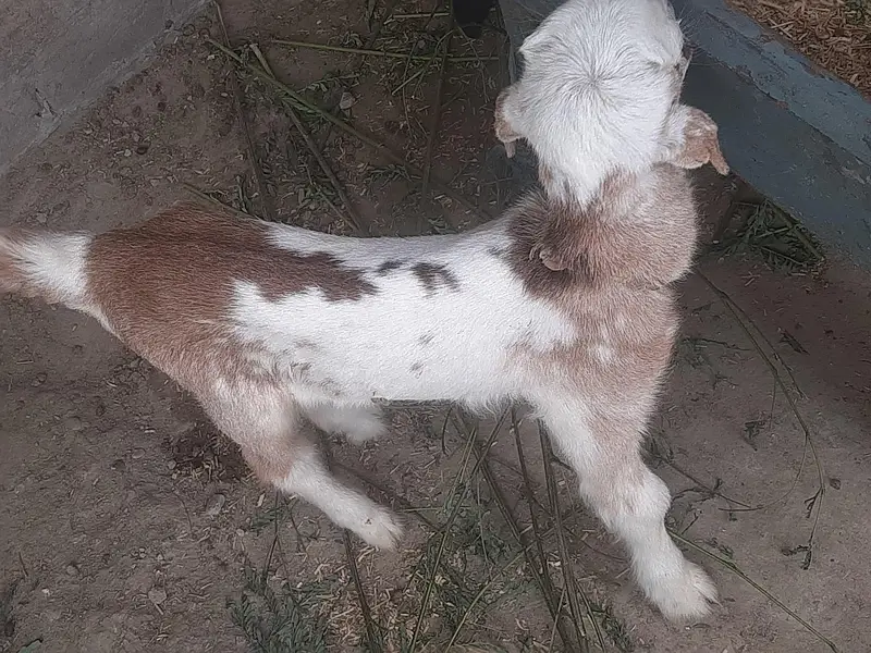 ghar ki phali bakri hy. — photo 4