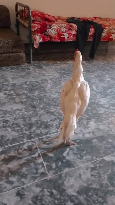 Heera phata