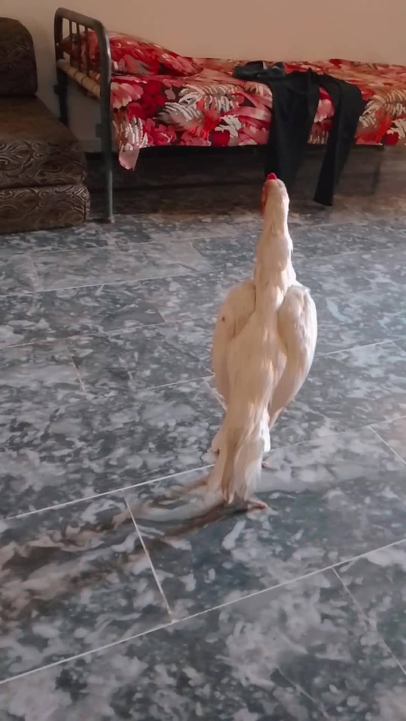 Heera phata 0