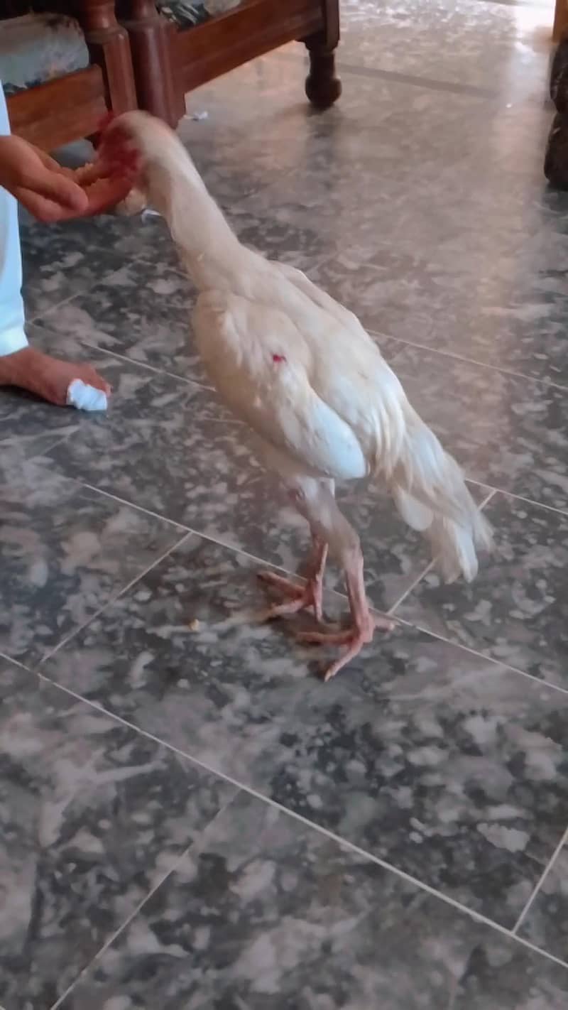 Heera phata 1