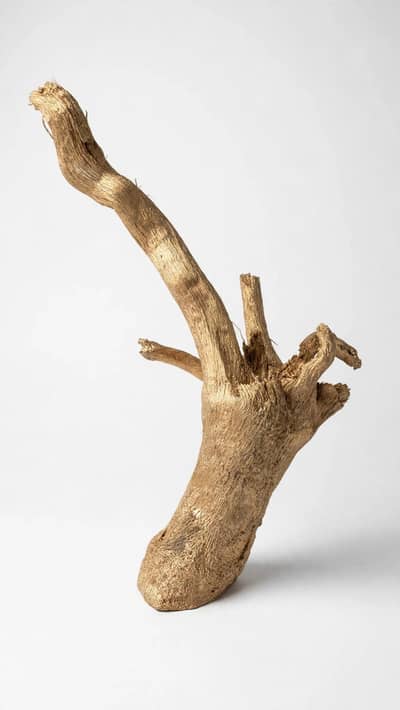hand finished golden driftwood sculpture  _natural Art piece,,