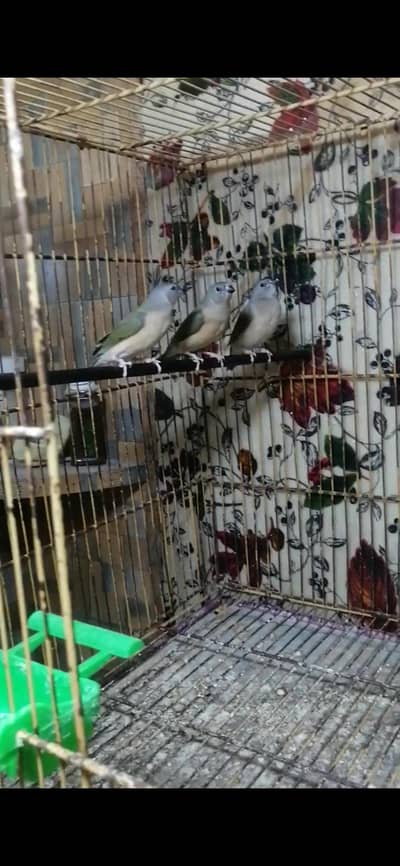 King size Green Back gouldian finch