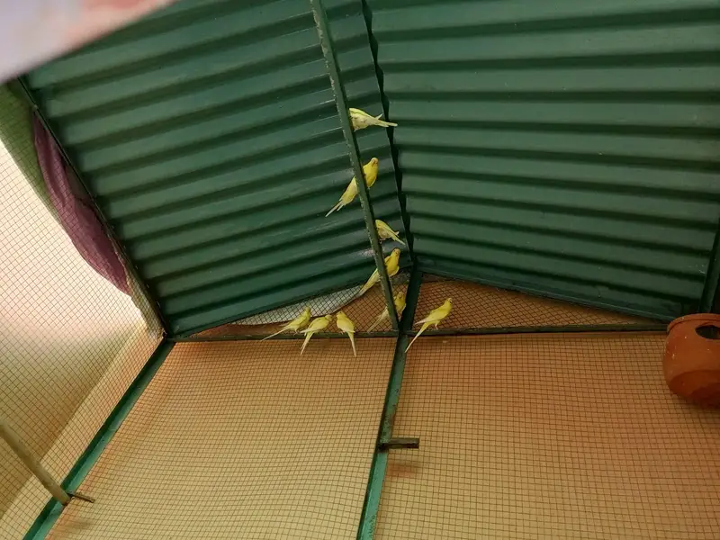 big cage 5.5width 7ft length — photo 5