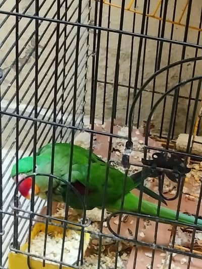 KASHMIRI PARROT
