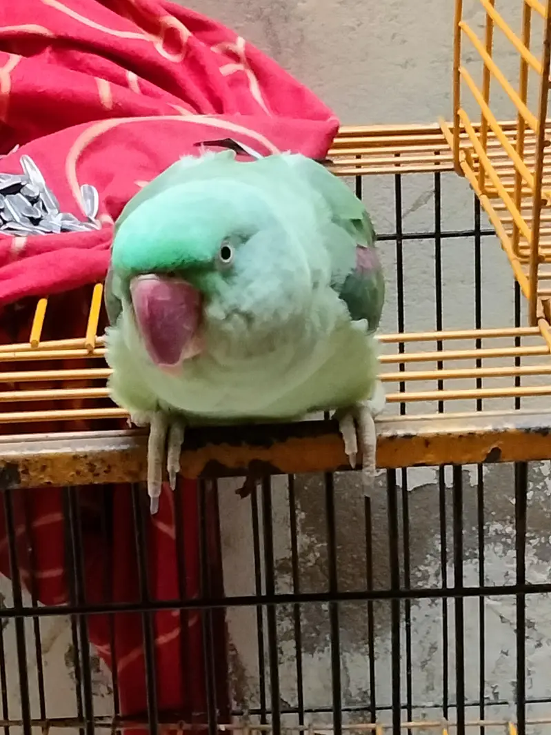 KASHMIRI PARROT — photo 2