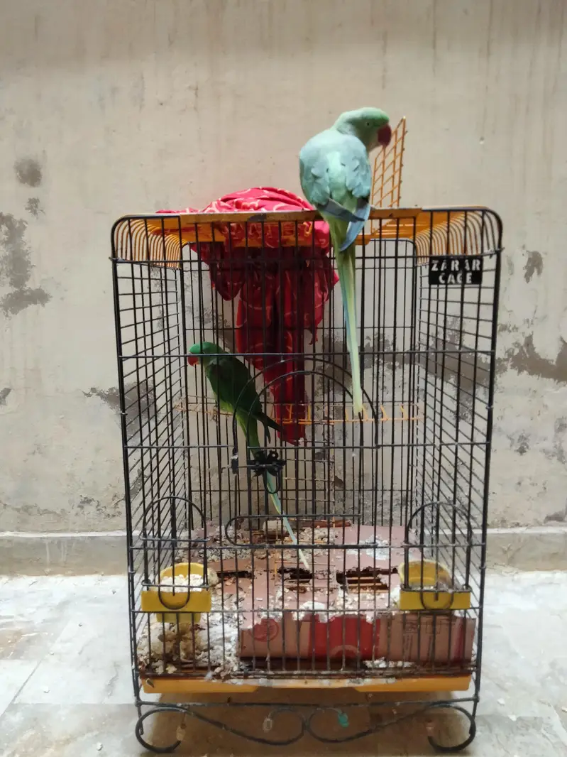 KASHMIRI PARROT — photo 3