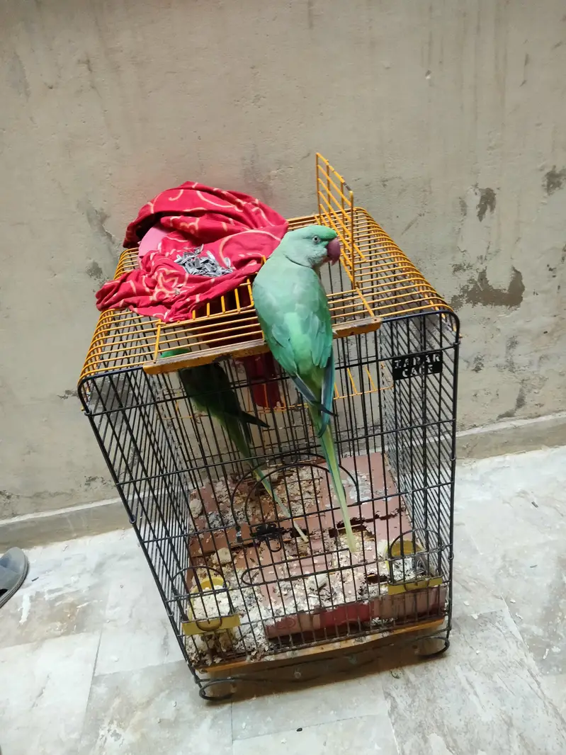 KASHMIRI PARROT — photo 4