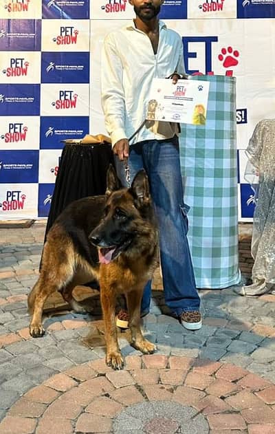 K9 German Shepherd