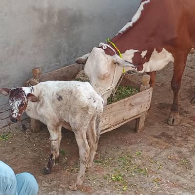 First Cow with Female Calf for Sale