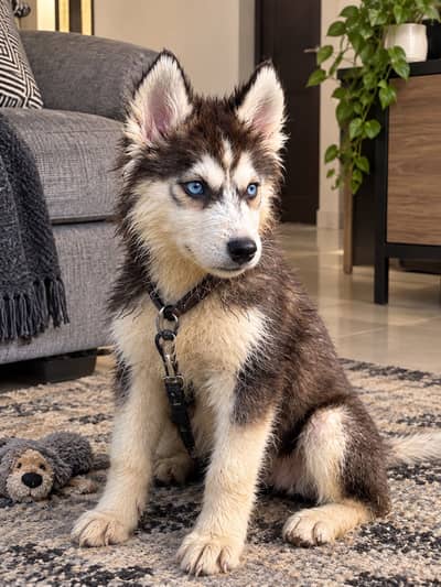 Siberian Husky Puppy