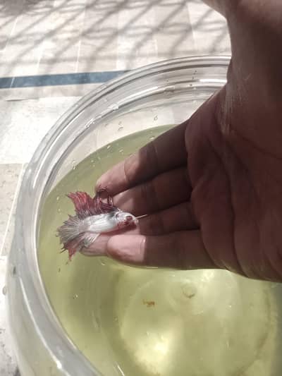 Betta fish breeder pieces