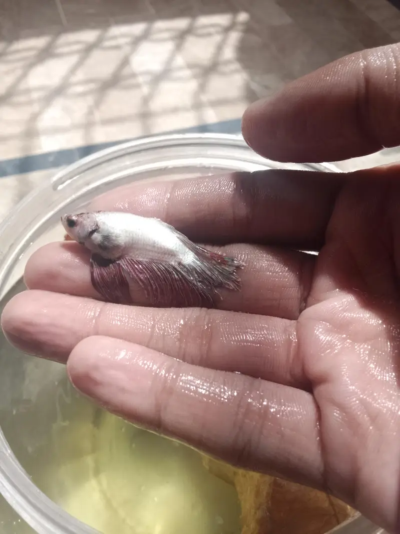 Betta fish breeder pieces — photo 2