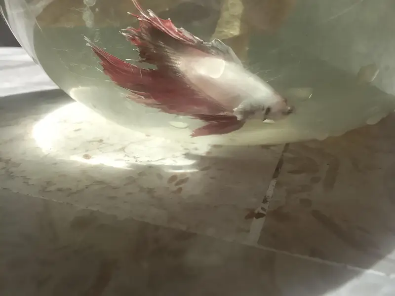 Betta fish breeder pieces — photo 3