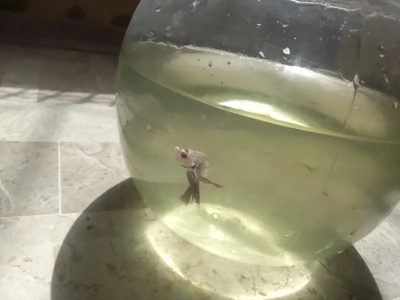 Betta fish breeder pieces — photo 4
