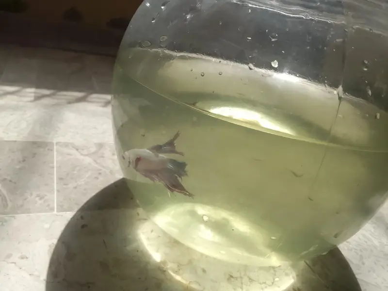 Betta fish breeder pieces — photo 5