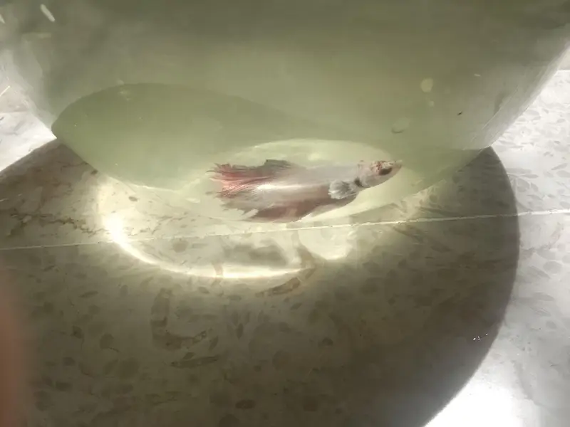 Betta fish breeder pieces — photo 6